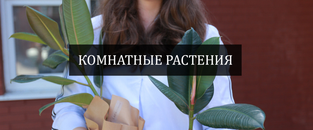 КОМНАТНЫЕ РАСТЕНИЯ